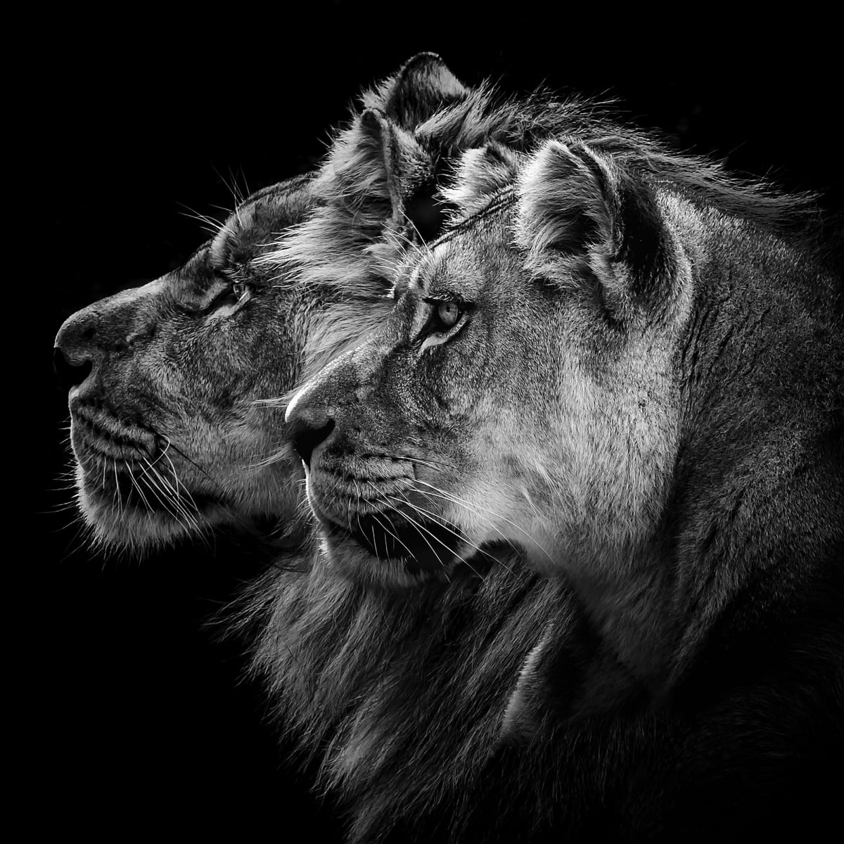 Tapetti Lion Duo