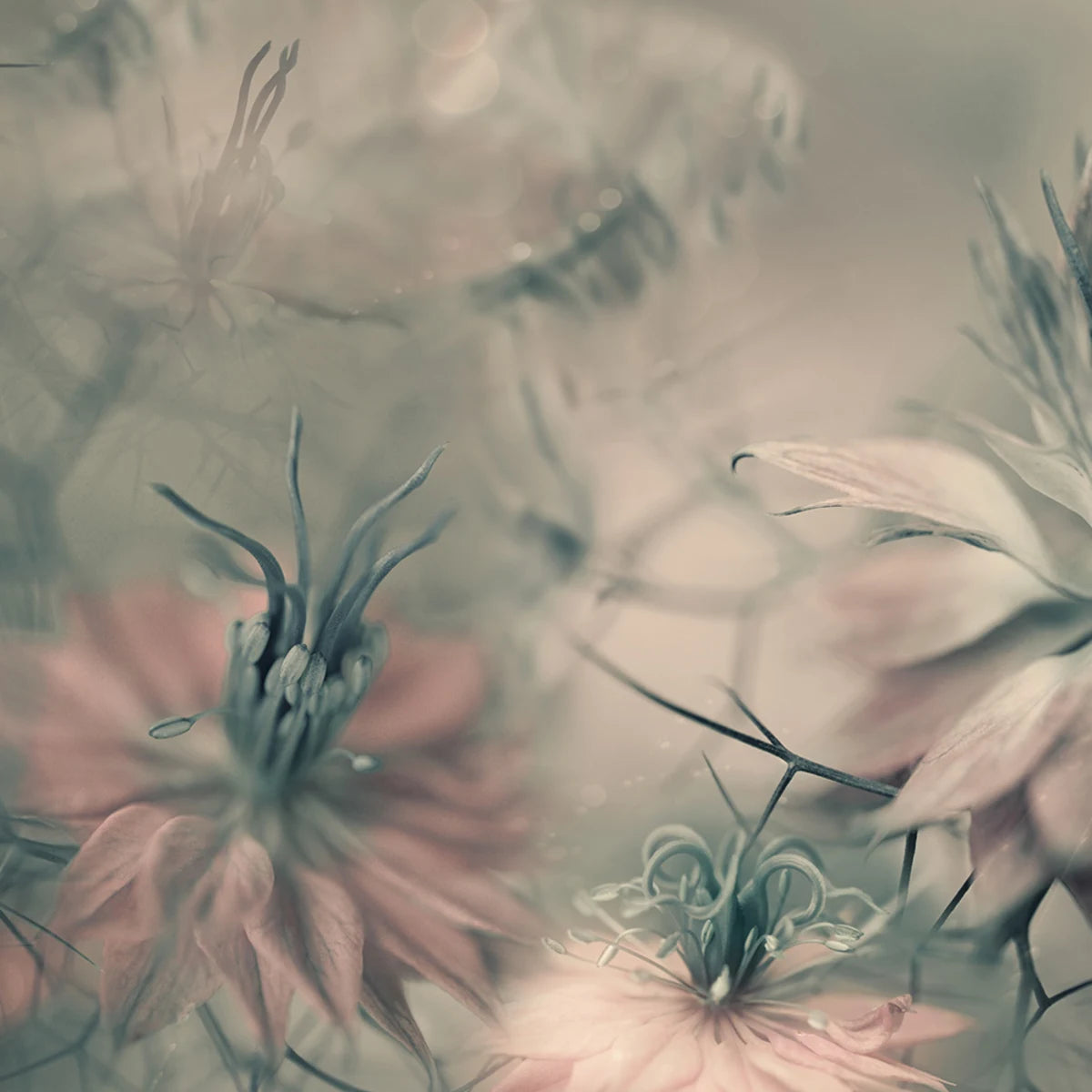 Tapetti Vintage Blossoms