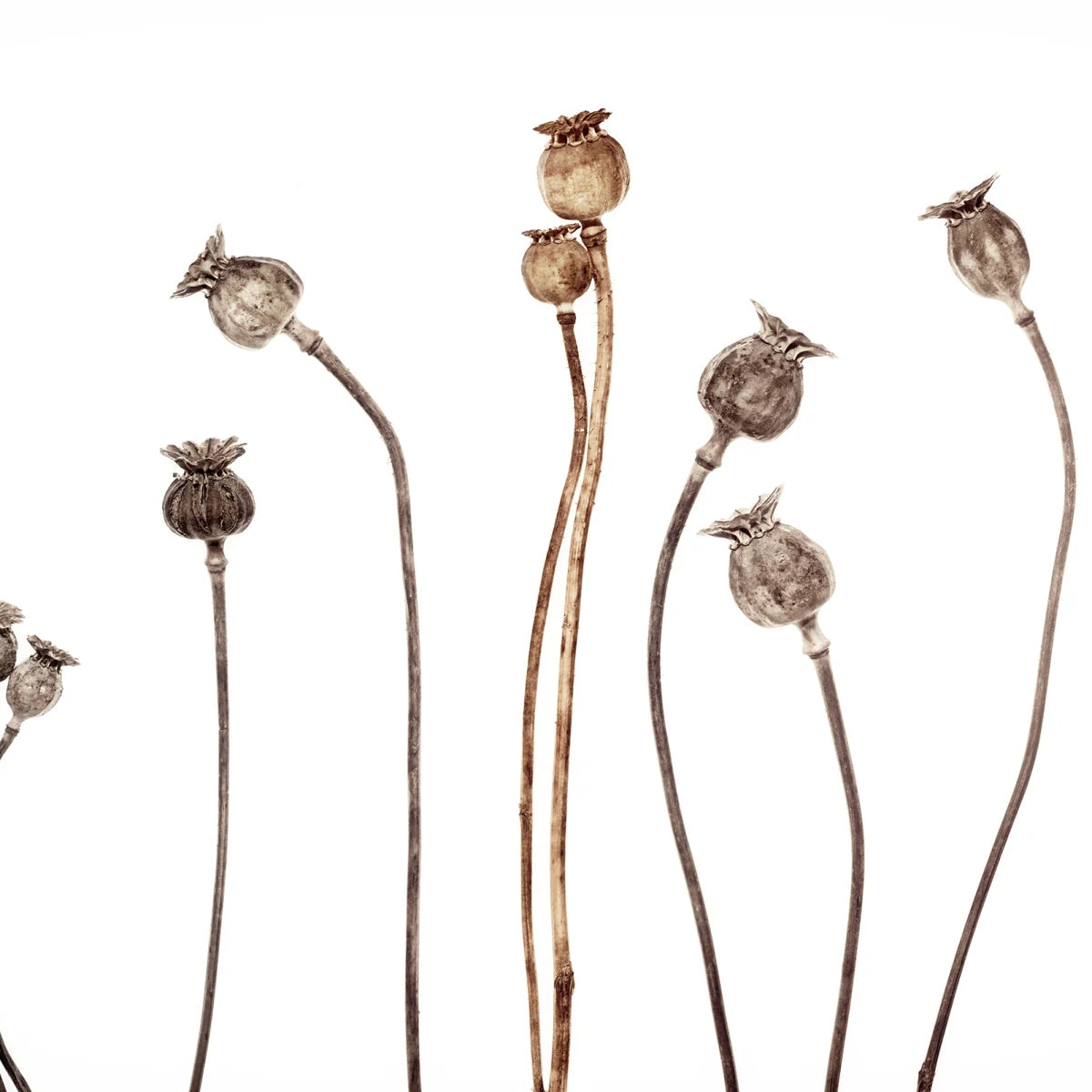Tapetti Poppy Capsules