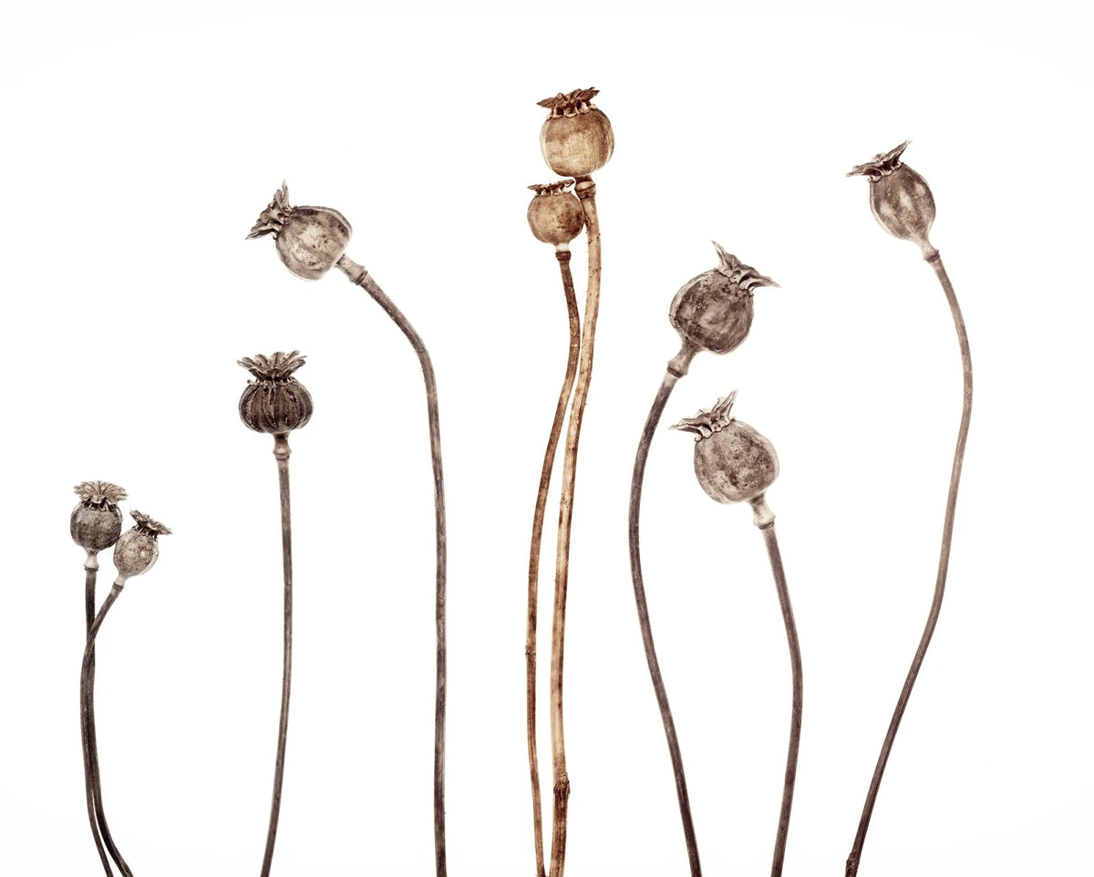 Tapetti Poppy Capsules