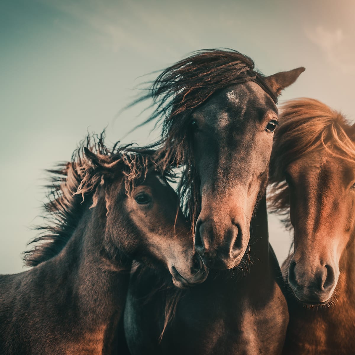 Tapetti Three Horses