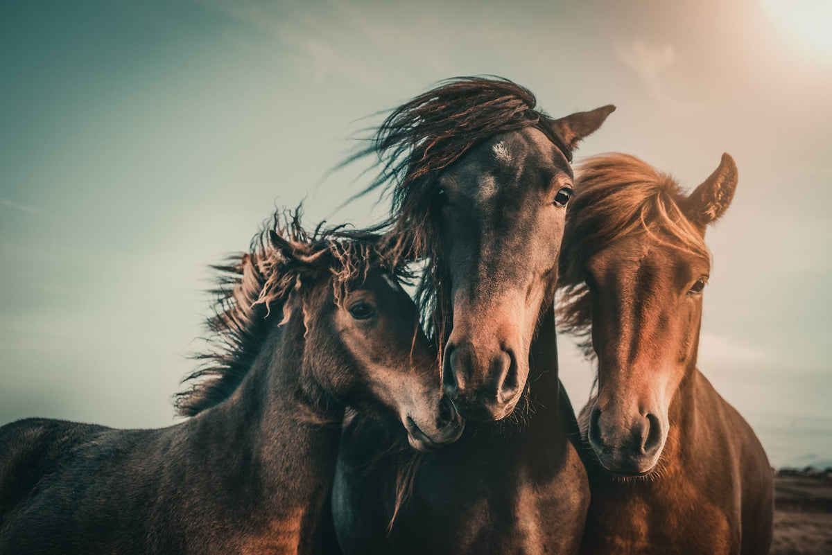Tapetti Three Horses