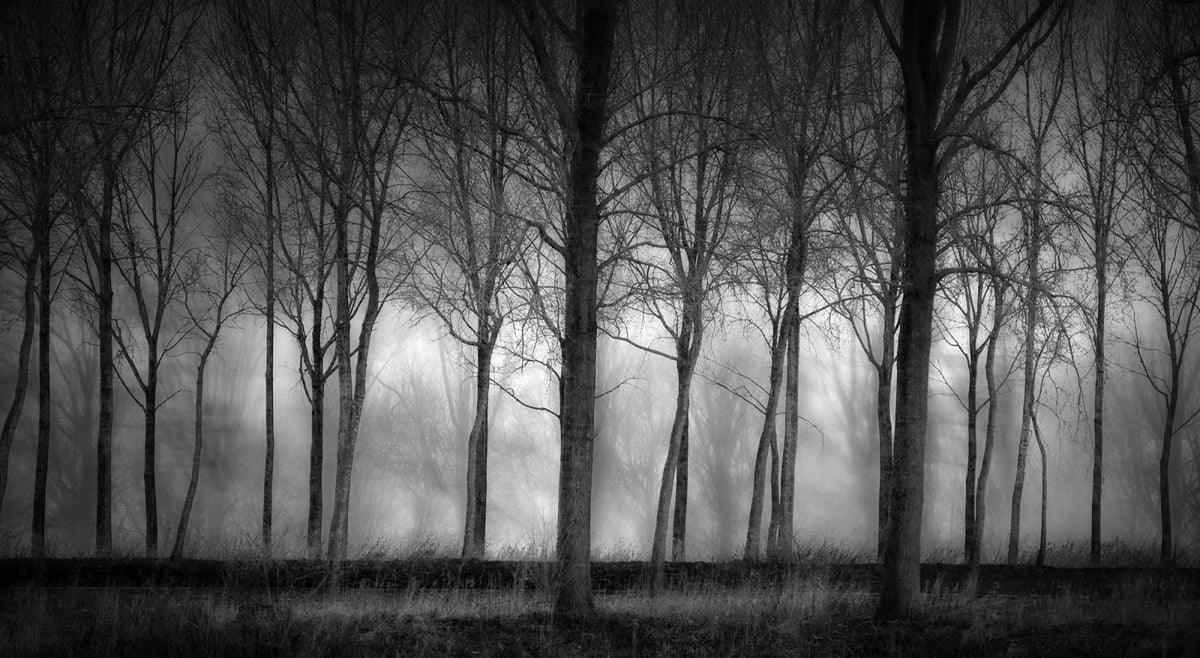Tapetti Row Of Trees