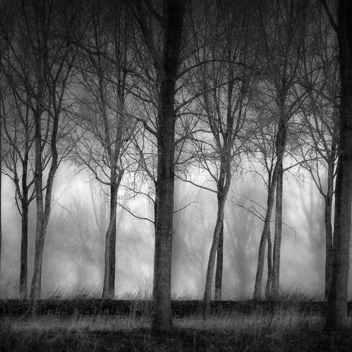 Tapetti Row Of Trees