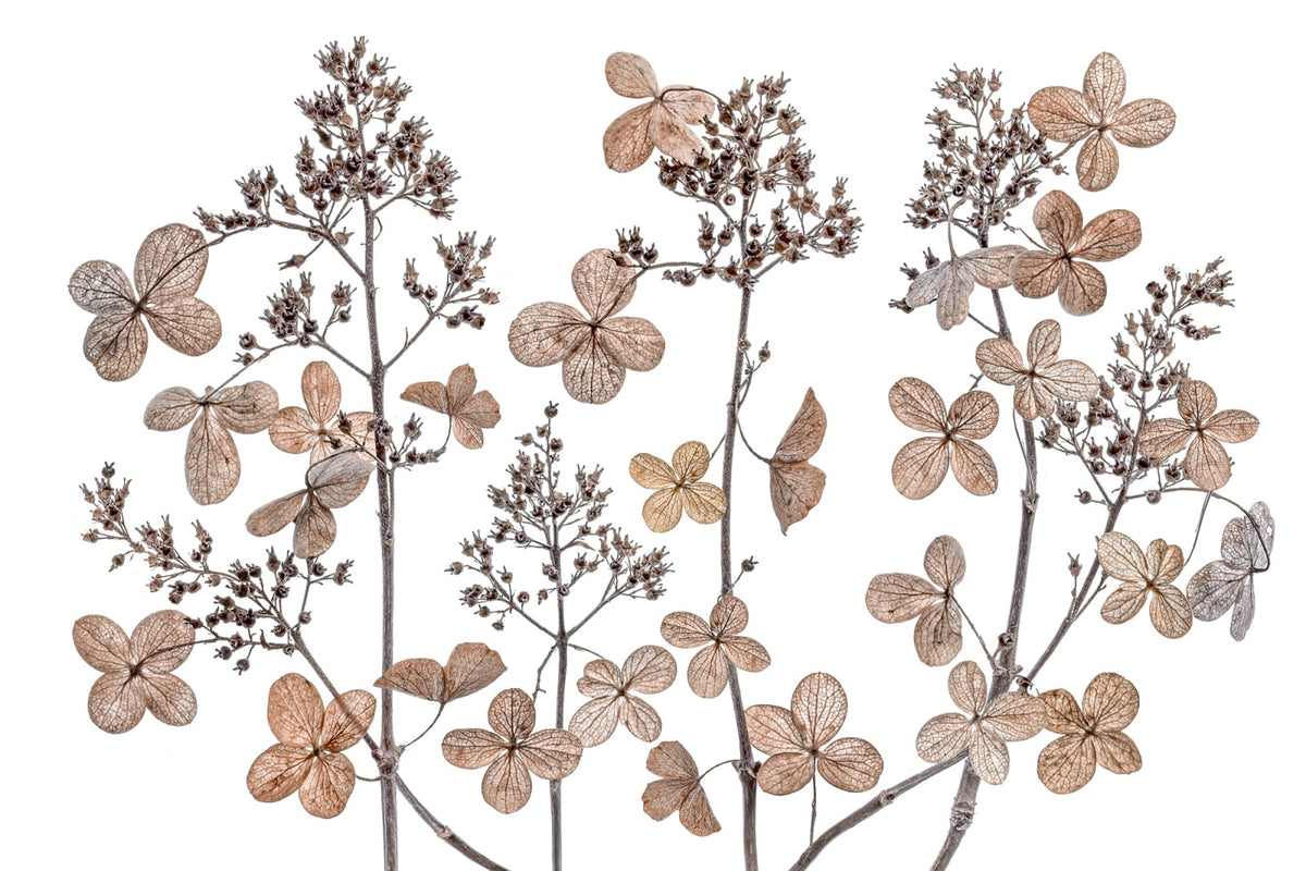 Tapetti Dried Flowers