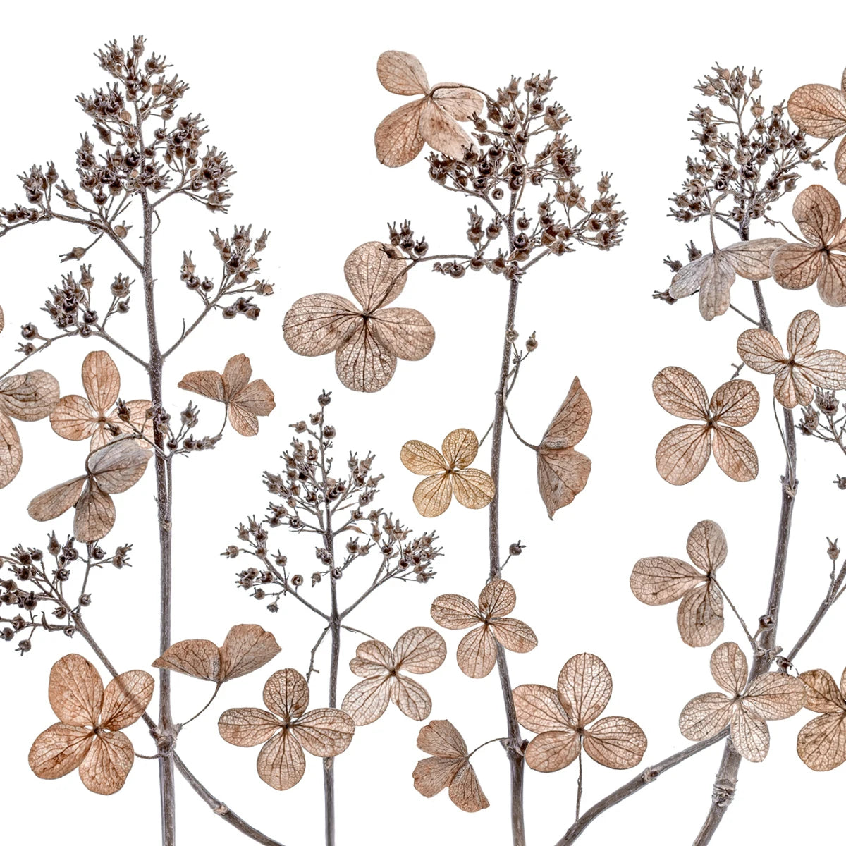 Tapetti Dried Flowers