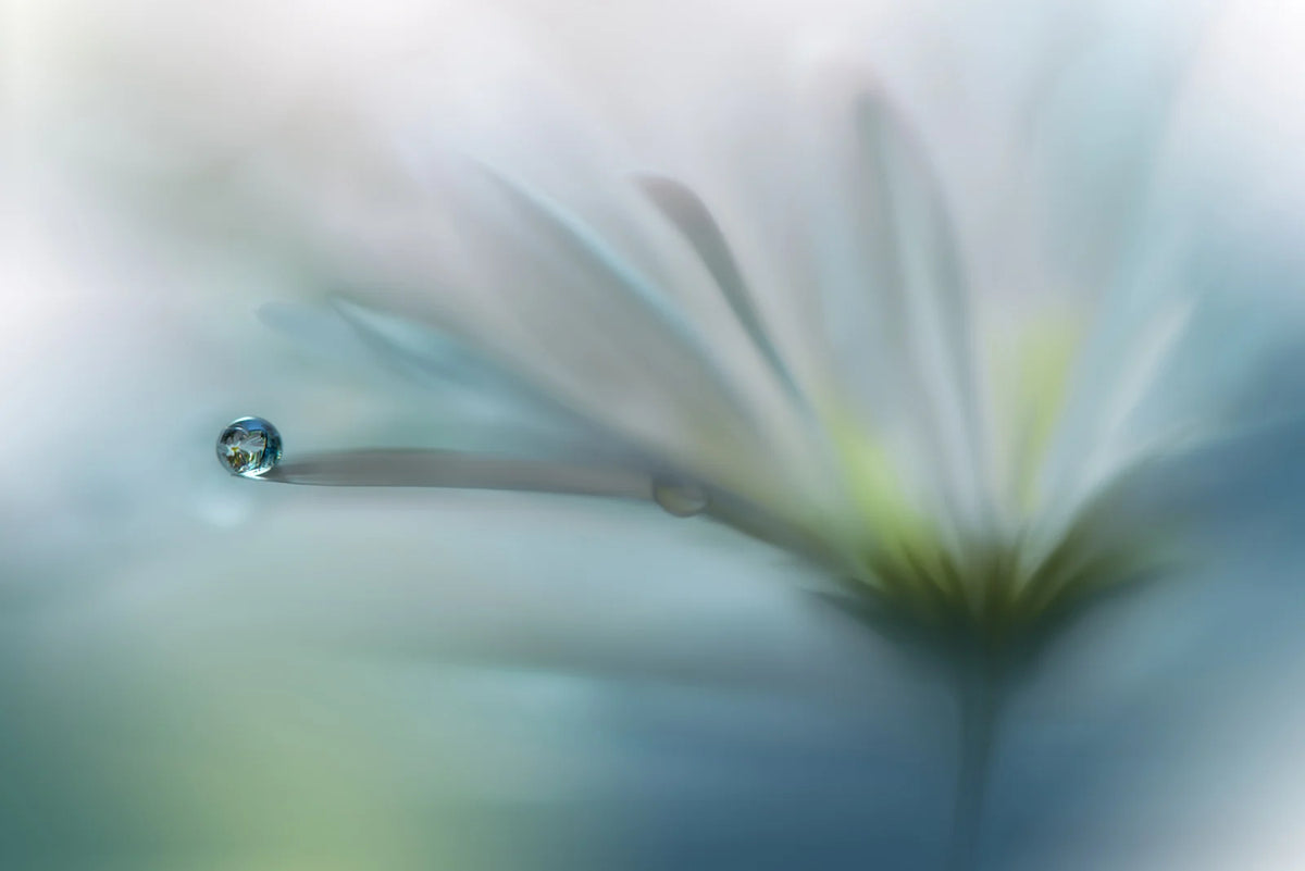 Tapetti Raindrop