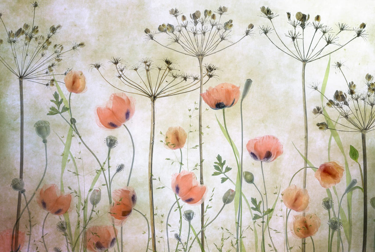 Tapetti Poppy Meadow