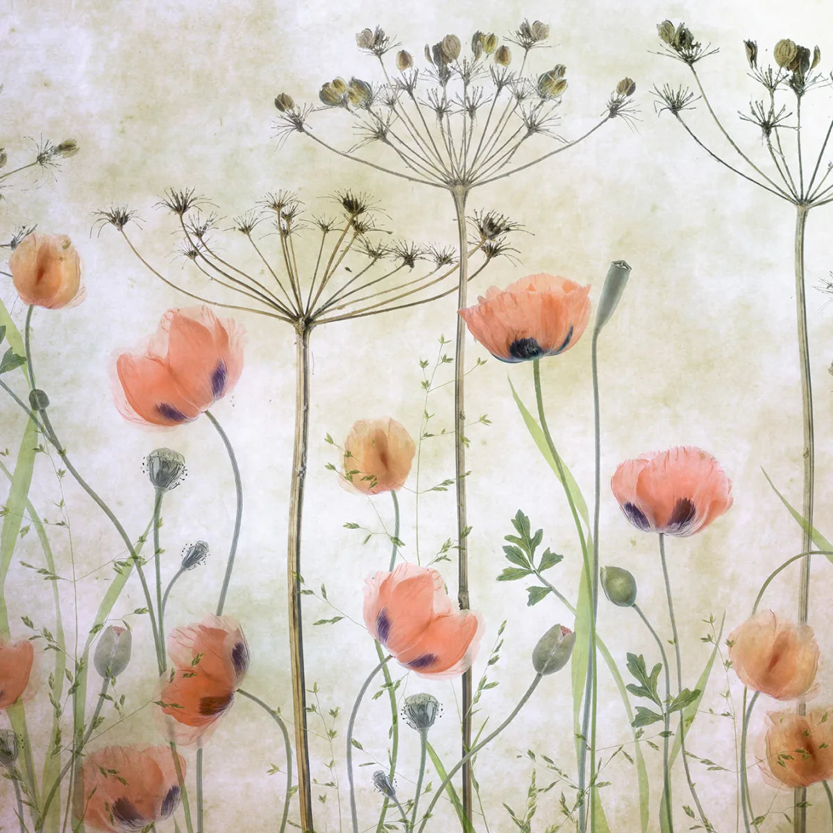 Tapetti Poppy Meadow