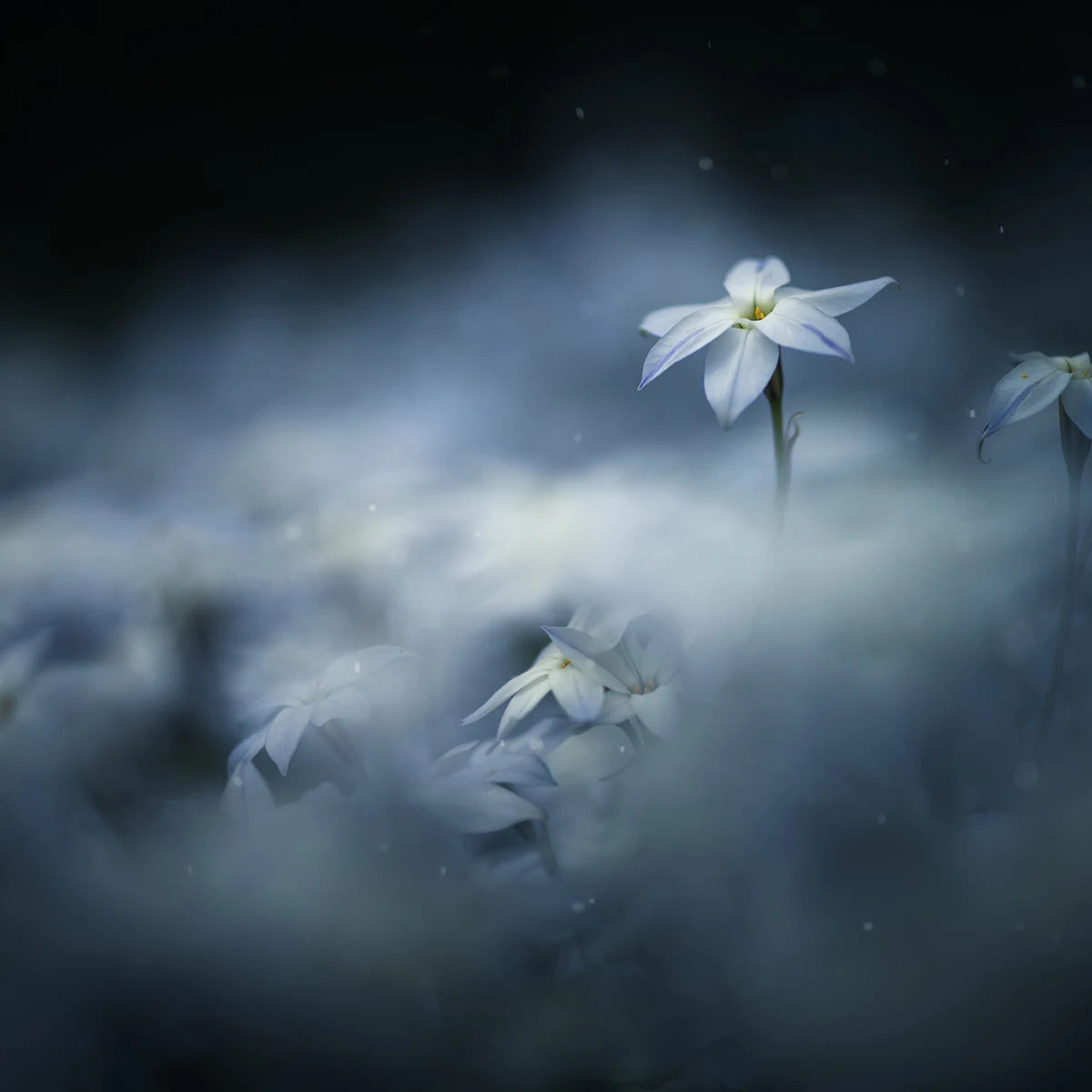 Tapetti Midnight Flower