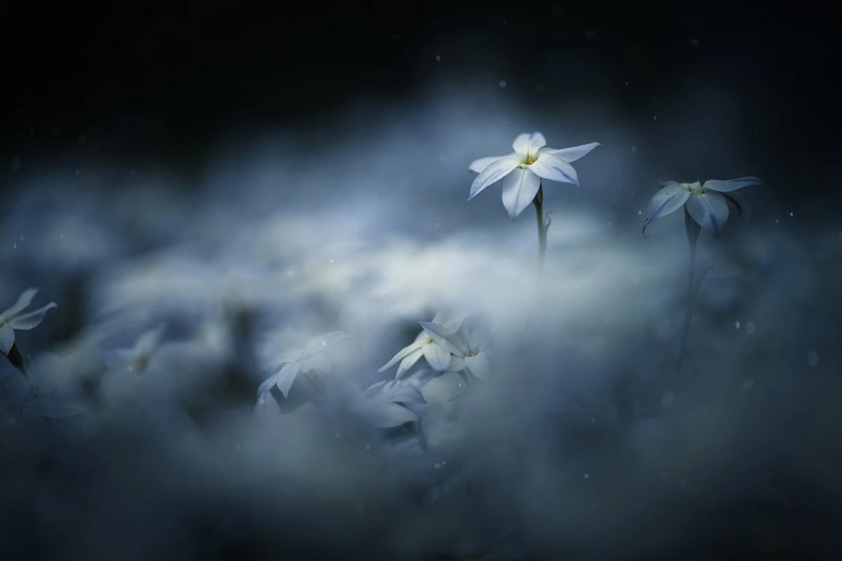 Tapetti Midnight Flower