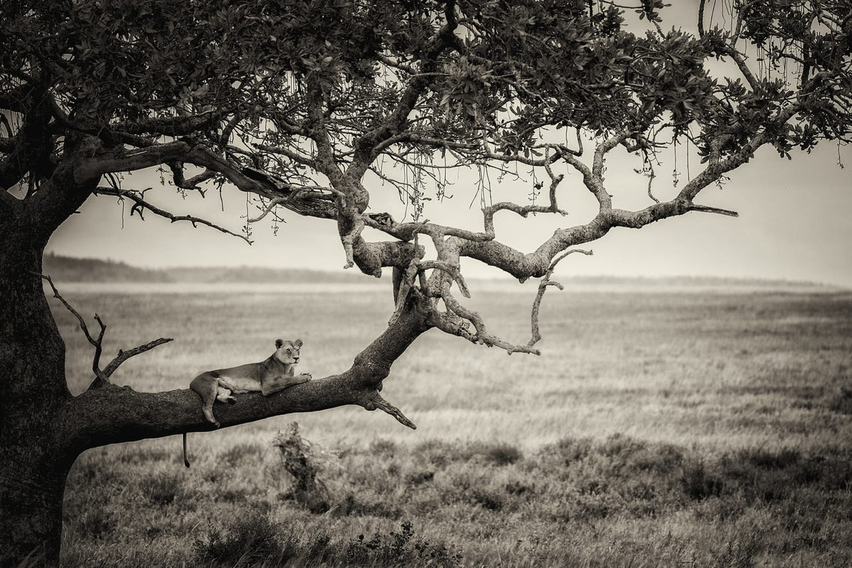 Tapetti Lazy Lion