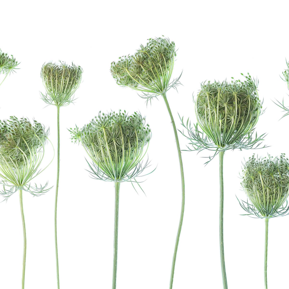 Tapetti Wild Carrot