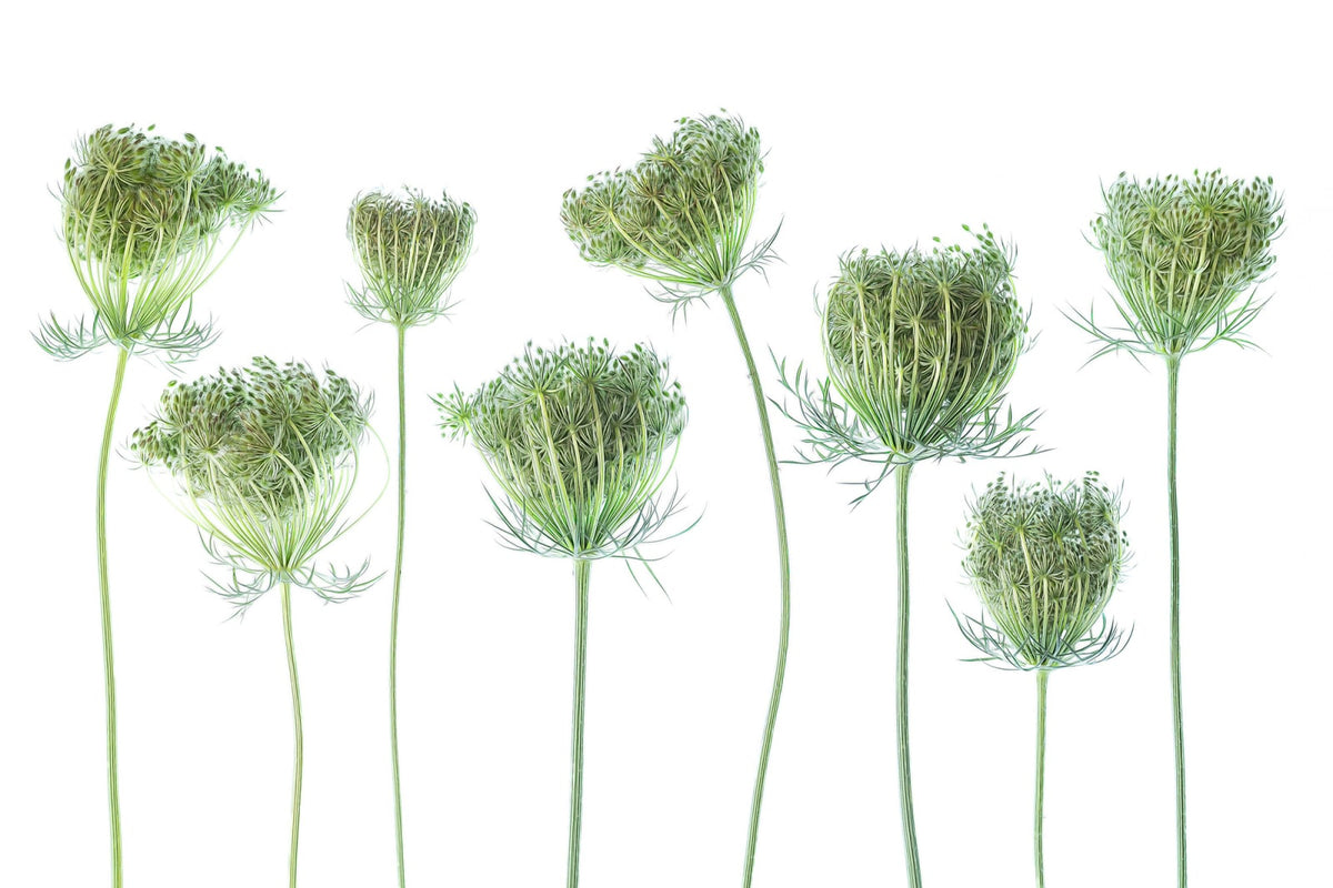 Tapetti Wild Carrot