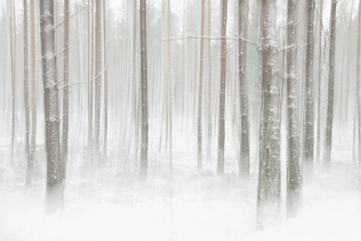 Tapetti Winter Forest