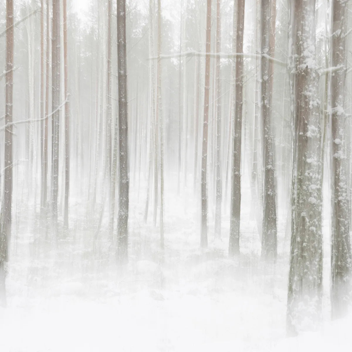 Tapetti Winter Forest