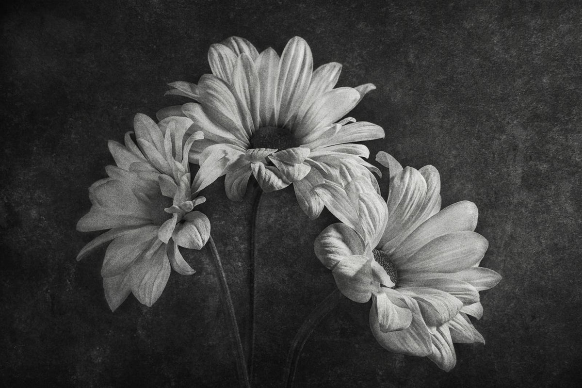Tapetti Graphic Flowers