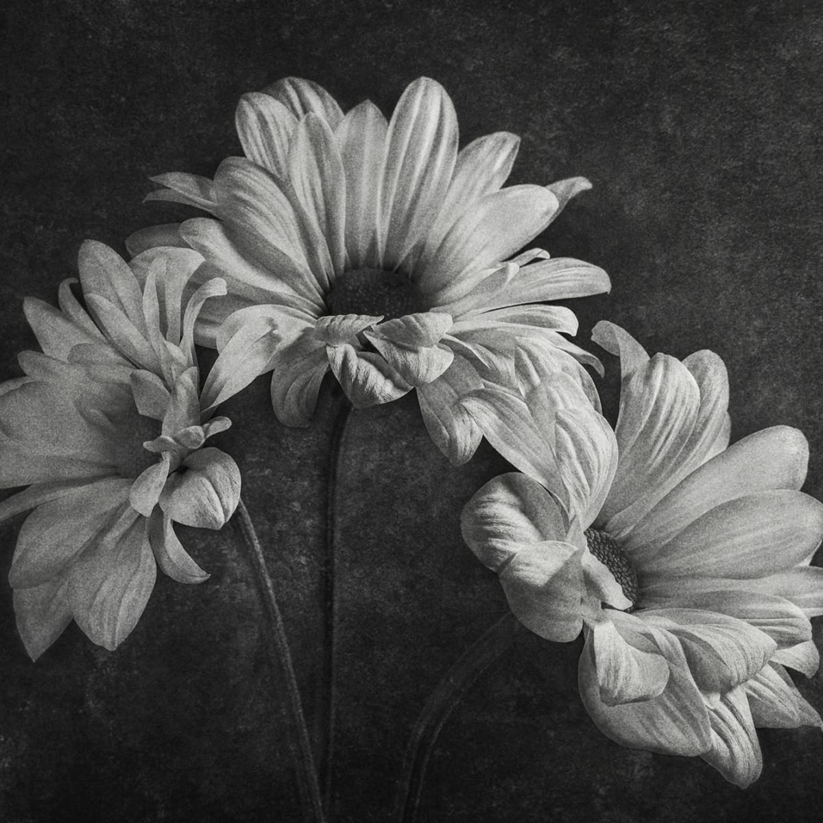 Tapetti Graphic Flowers