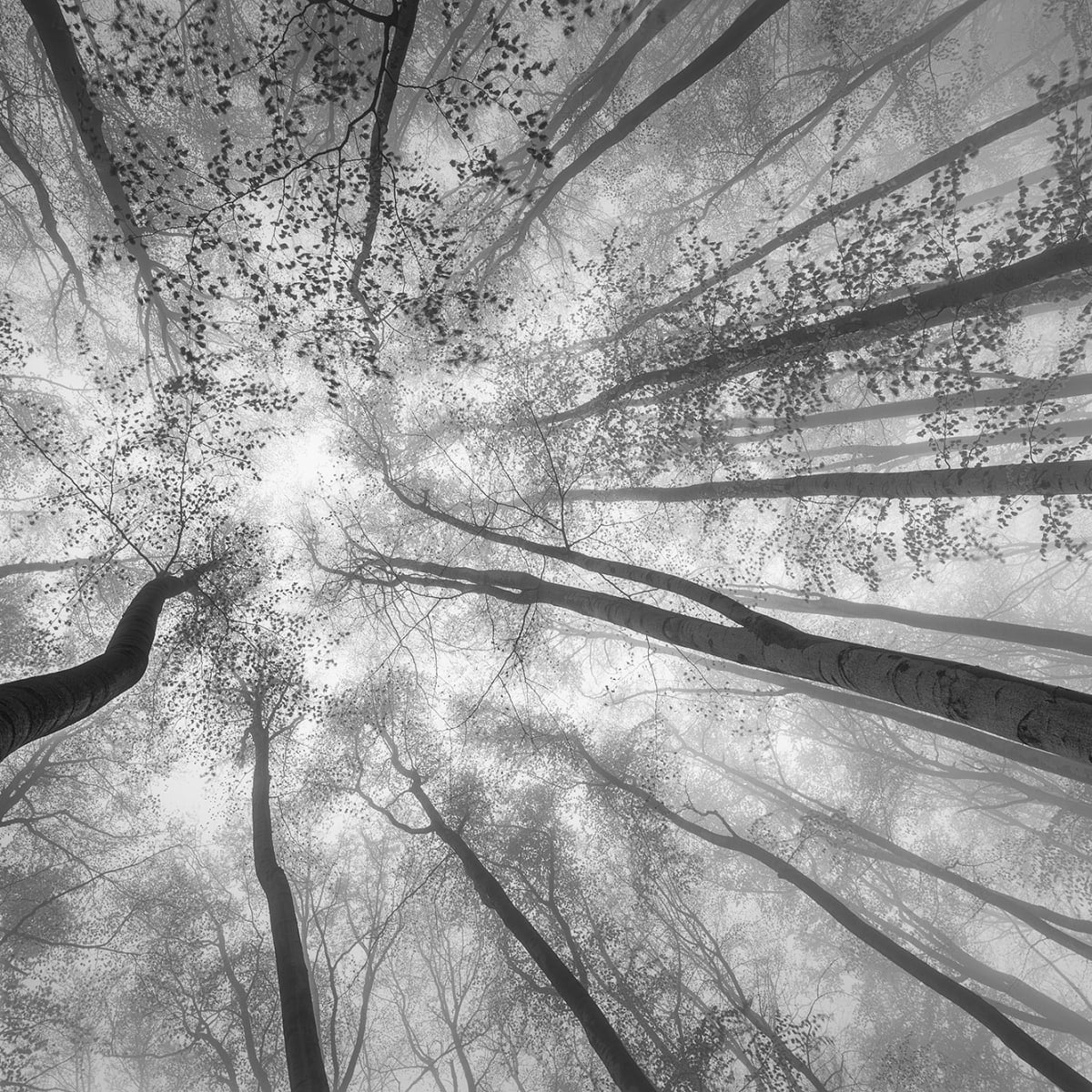 Tapetti Tree Tops