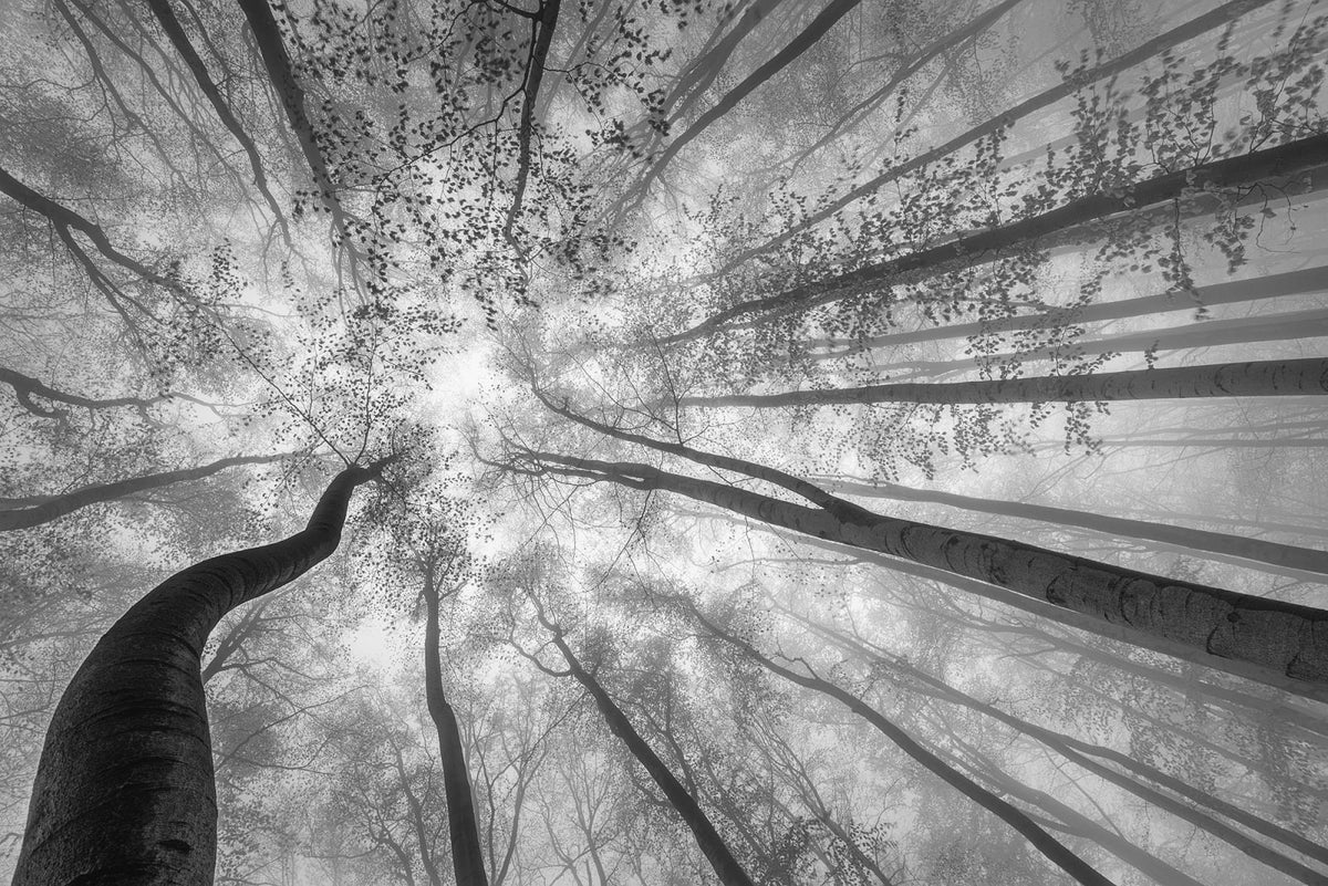 Tapetti Tree Tops