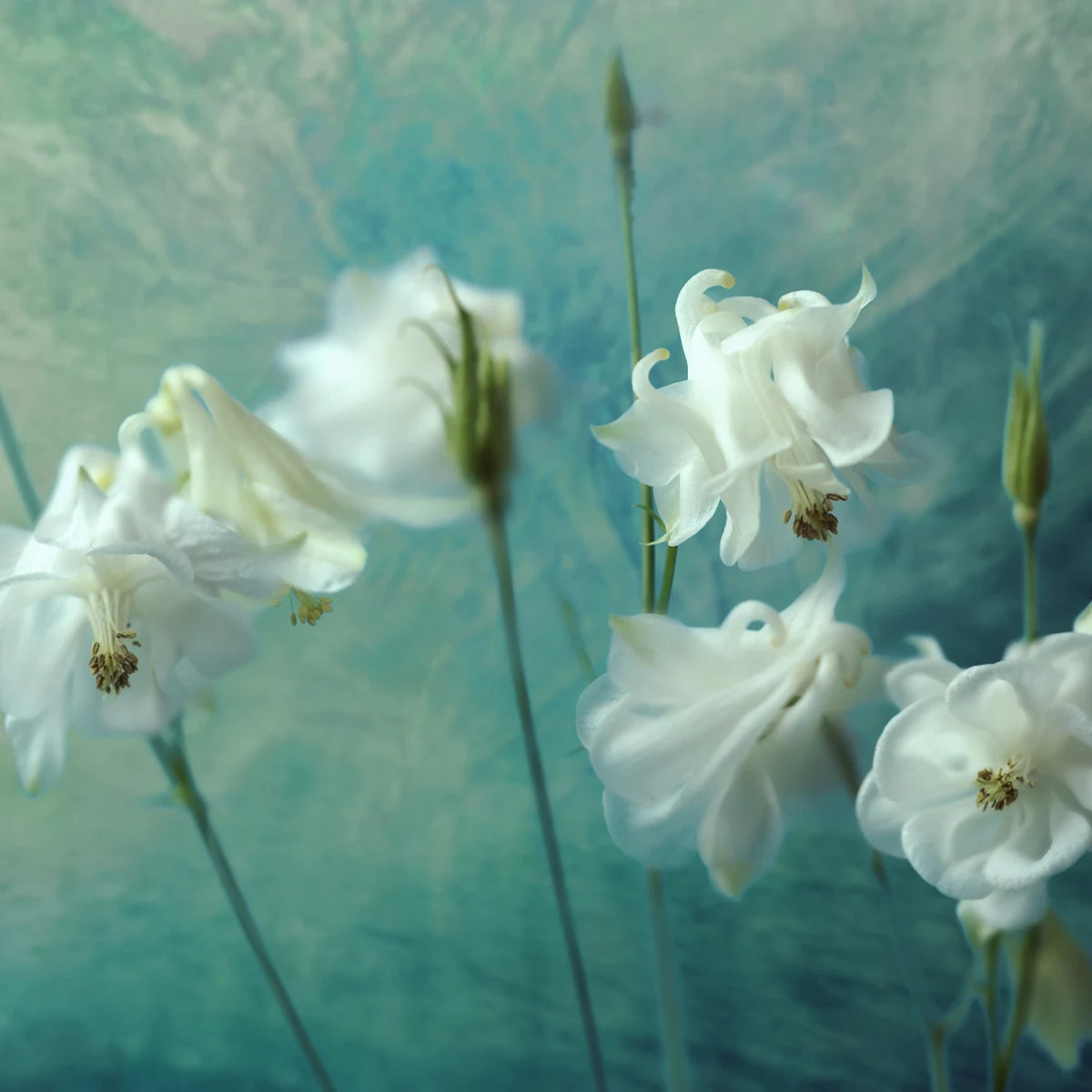 Tapetti Aquilegia Flower