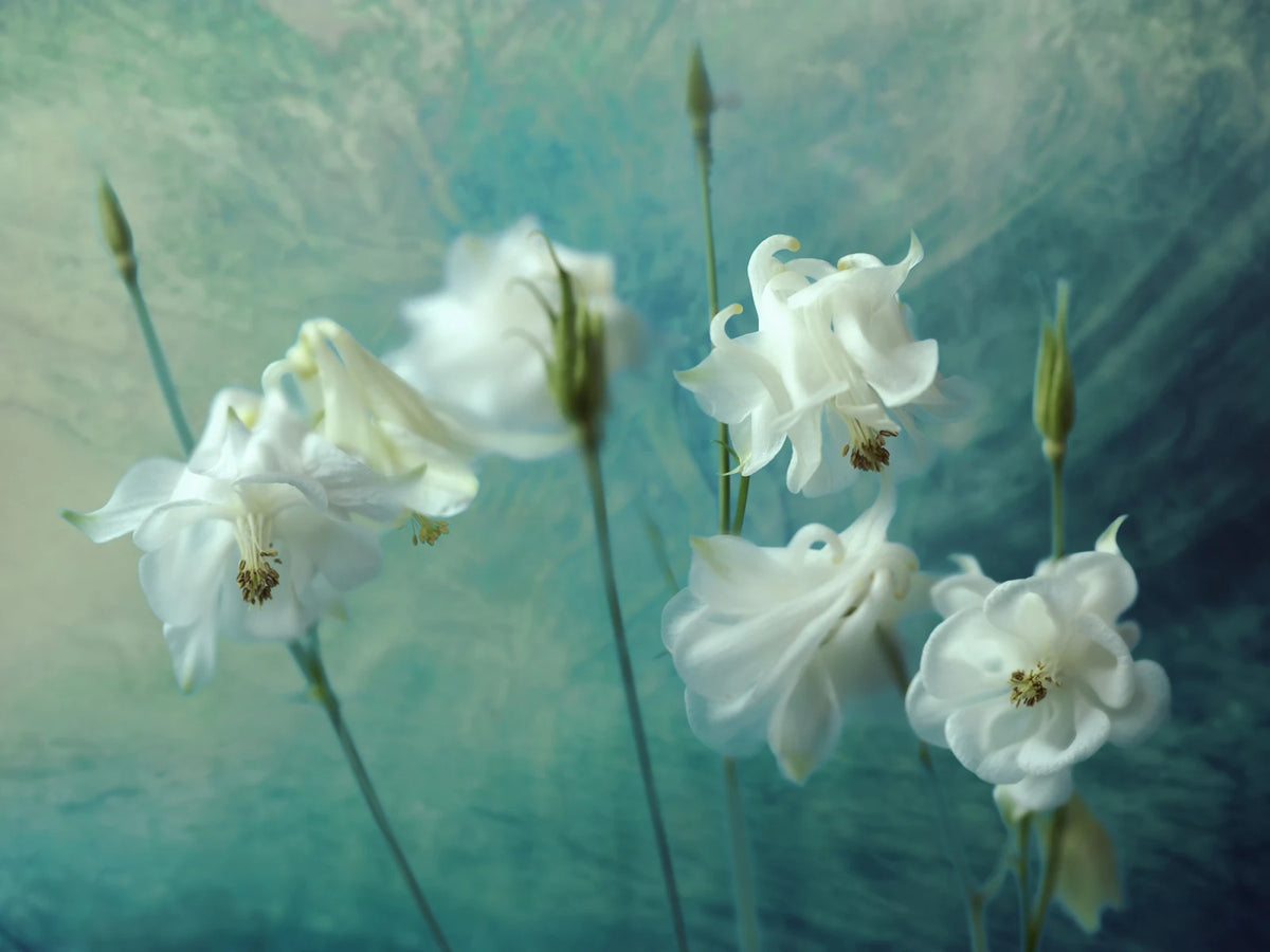 Tapetti Aquilegia Flower