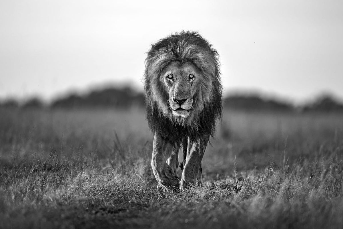 Tapetti Lion King