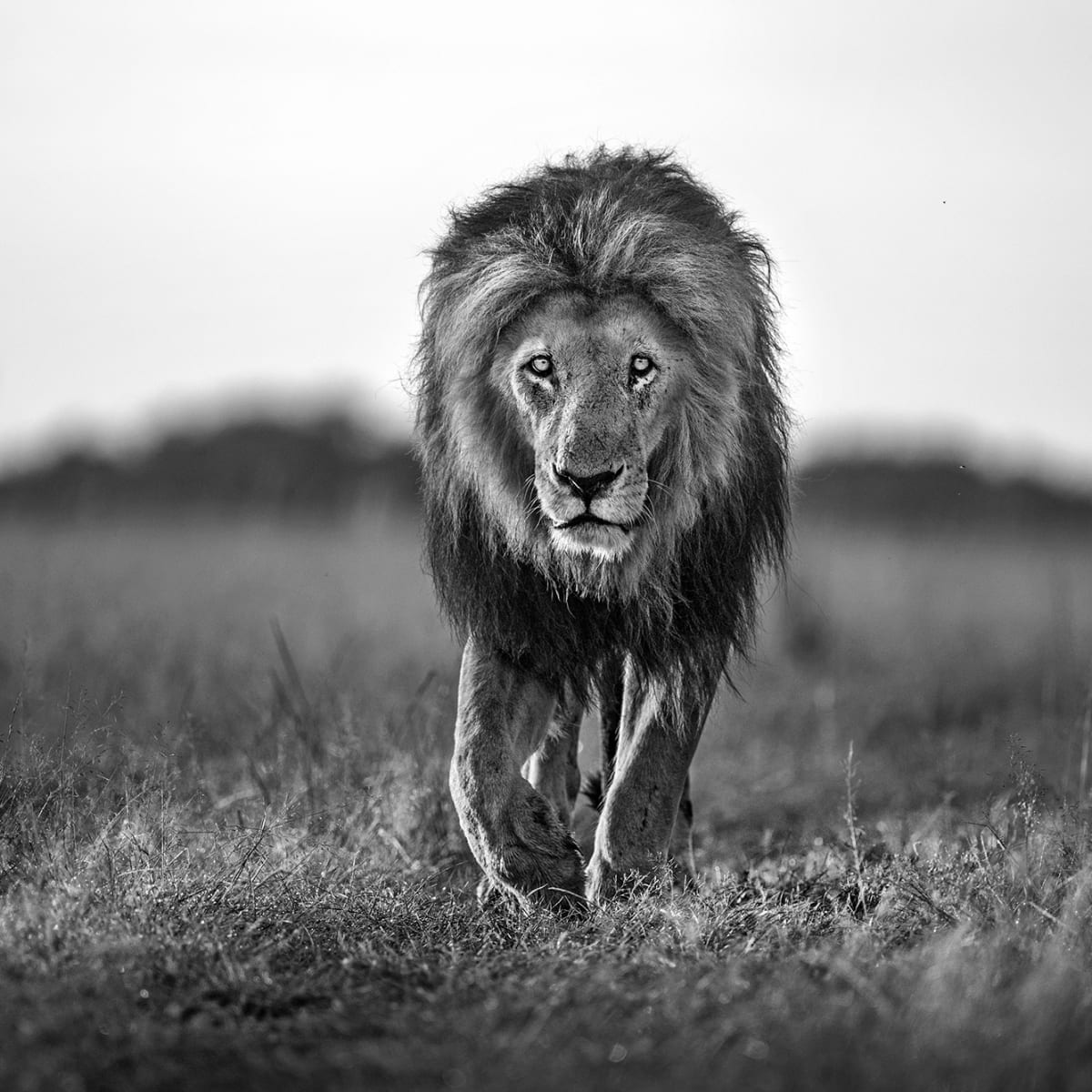 Tapetti Lion King