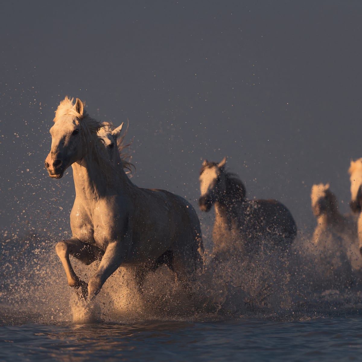 Tapetti Wild Horses