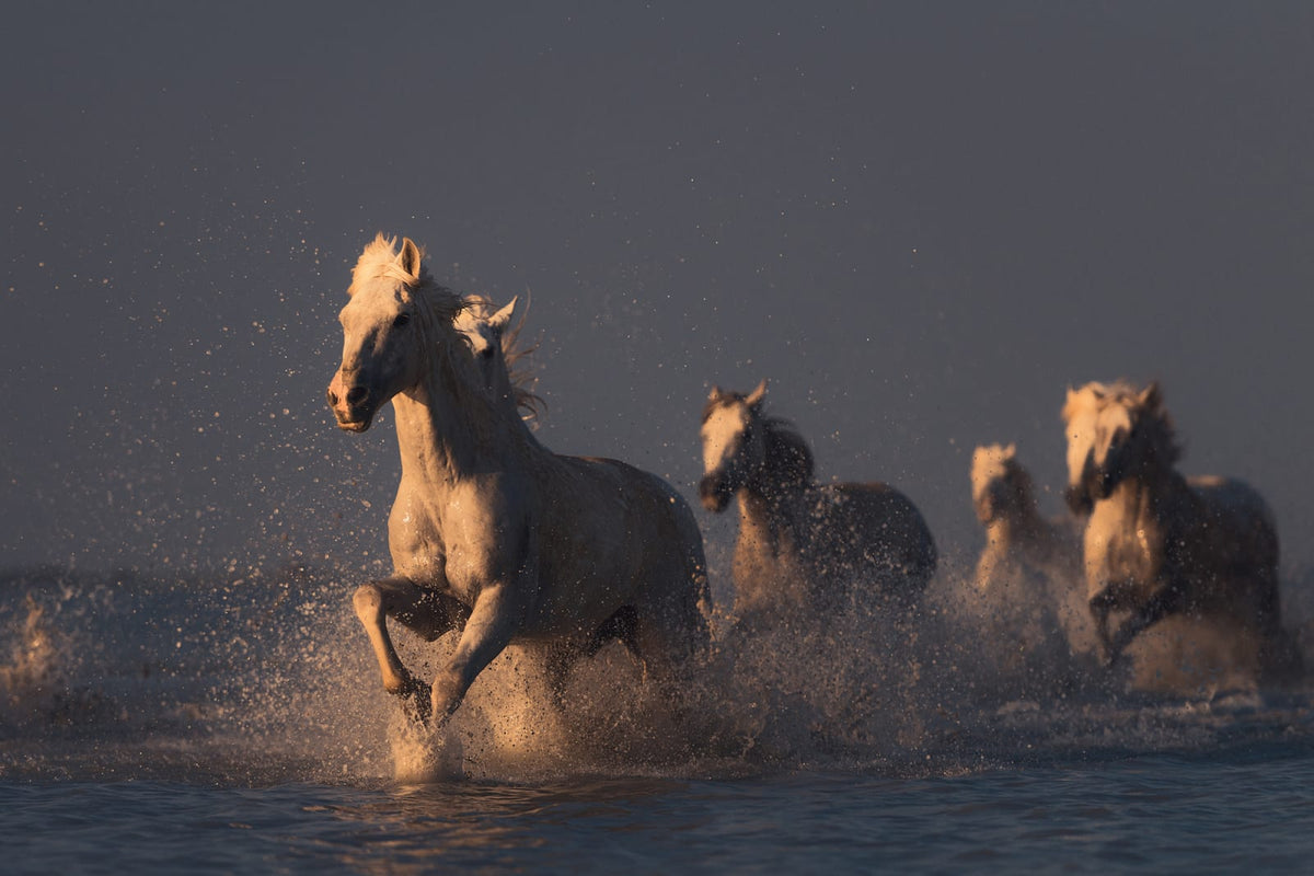 Tapetti Wild Horses