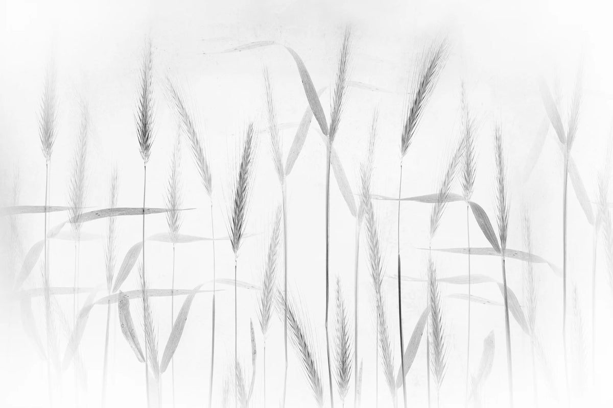 Tapetti Grain