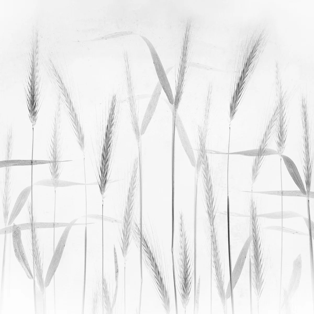 Tapetti Grain