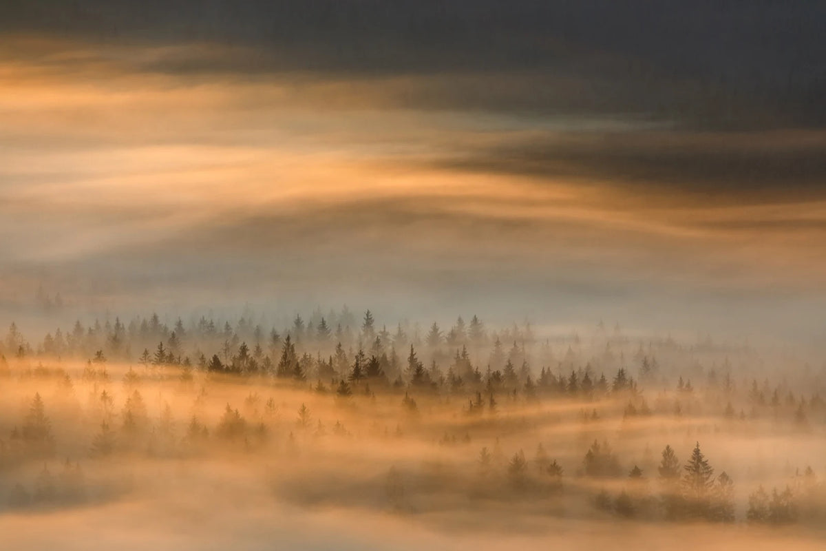 Tapetti Golden Fir Forest