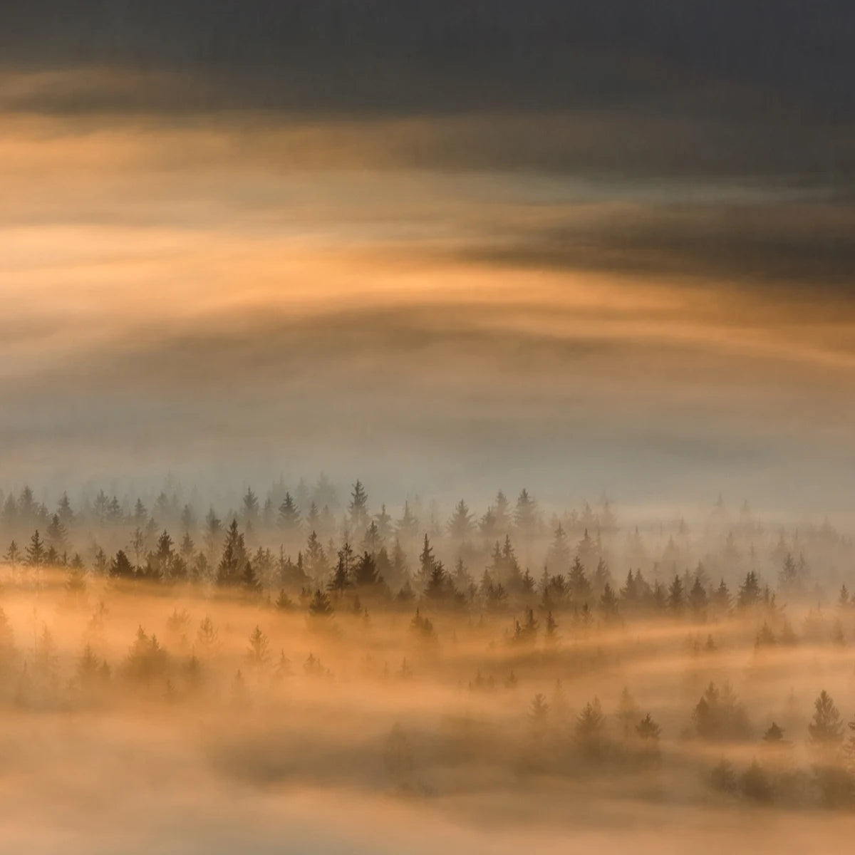 Tapetti Golden Fir Forest