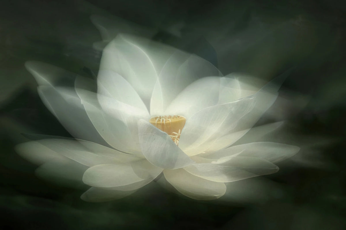 Tapetti White Waterlily