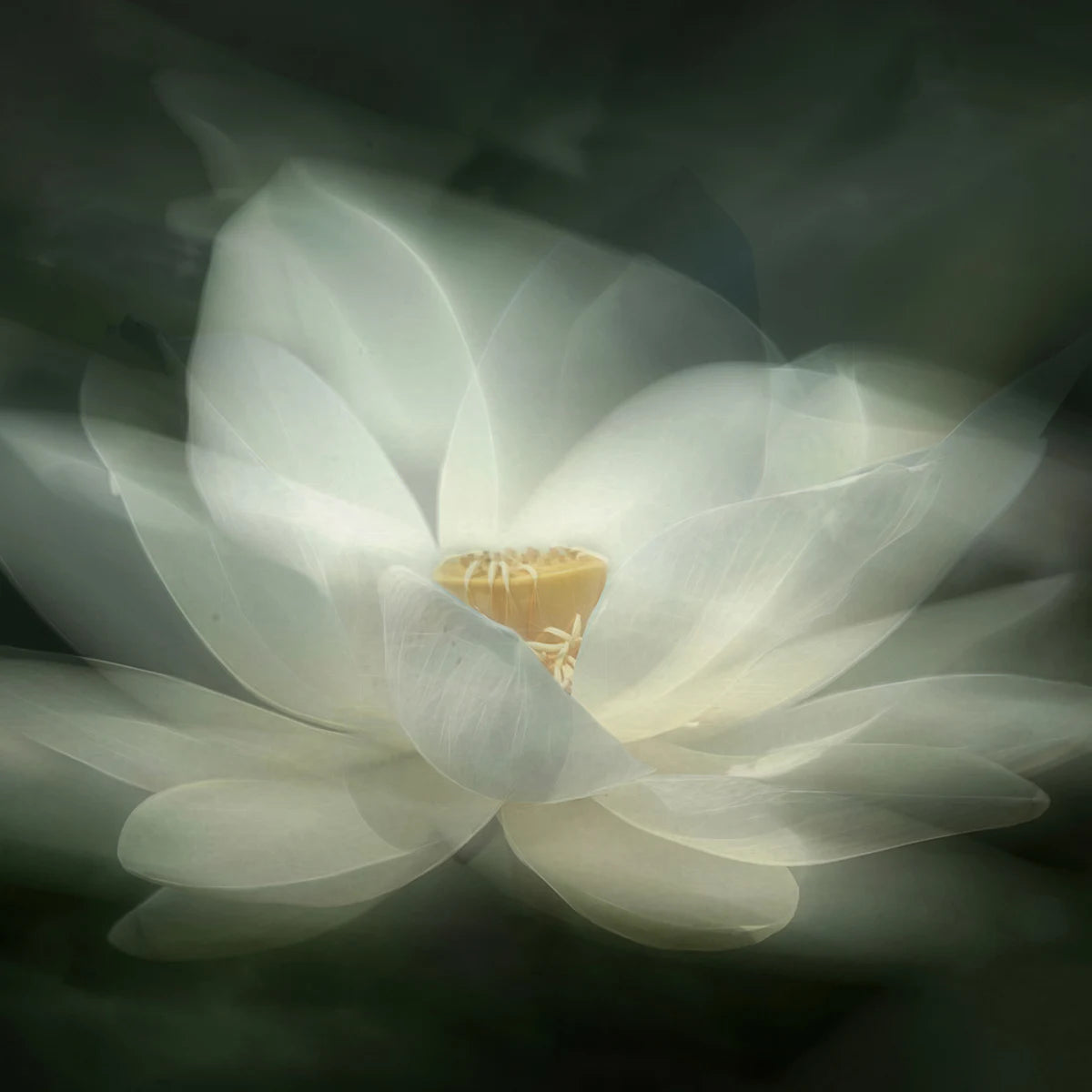 Tapetti White Waterlily