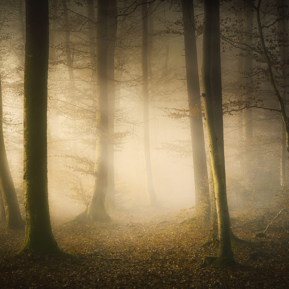 Tapetti Secret Forest