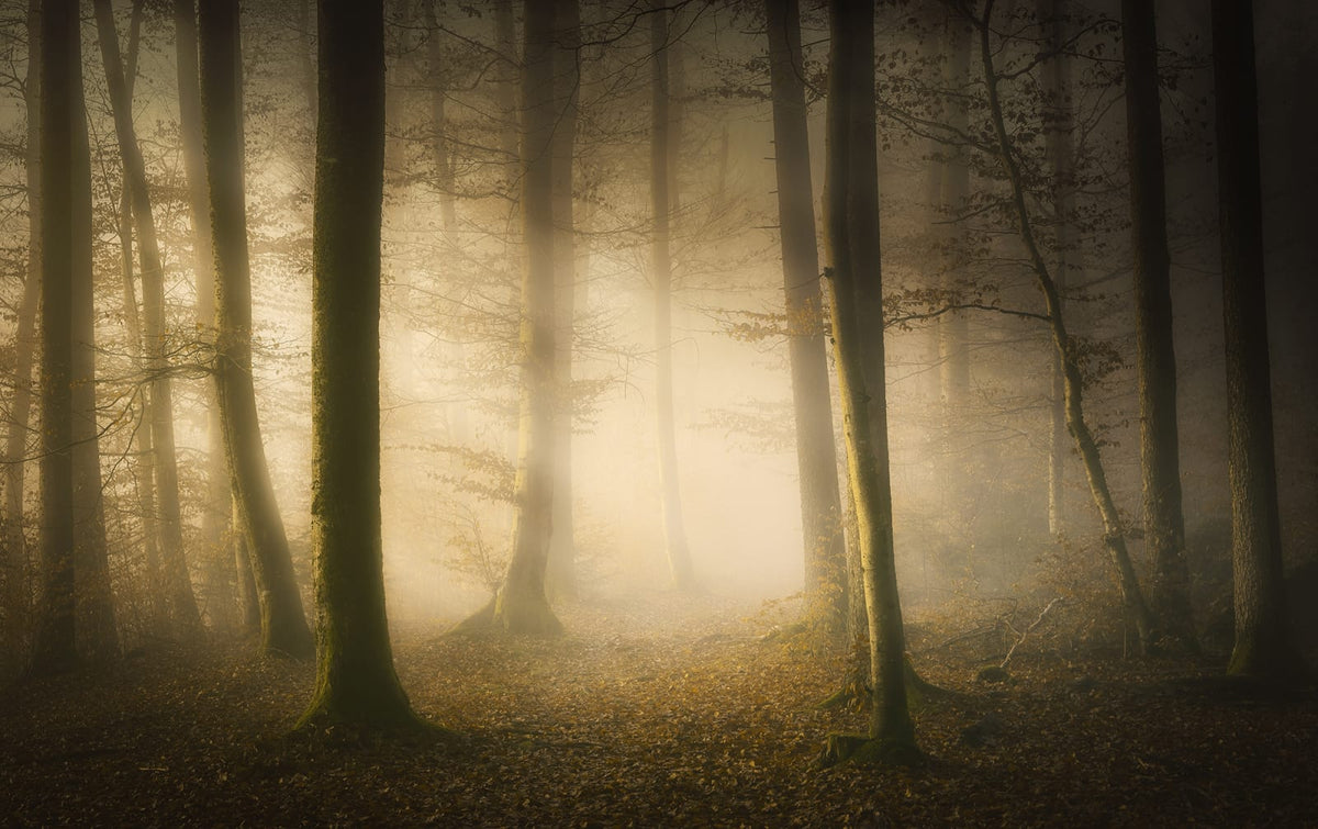 Tapetti Secret Forest