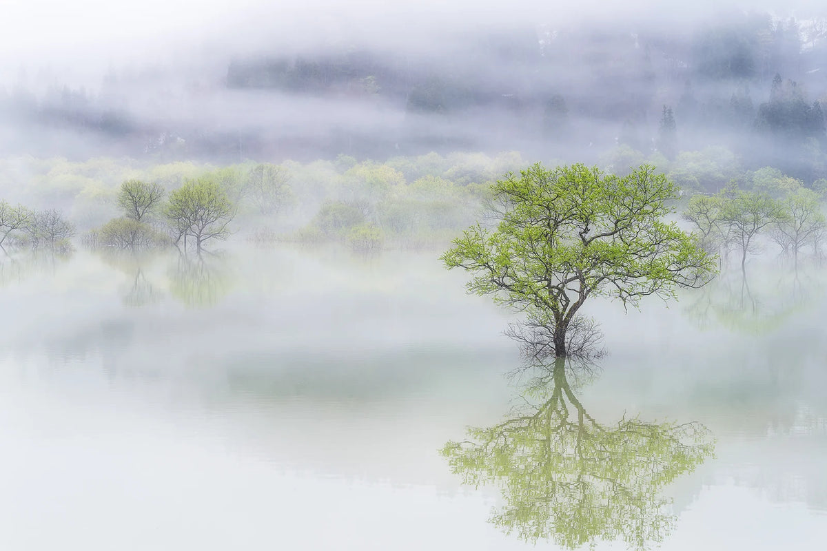 Tapetti Misty Tree