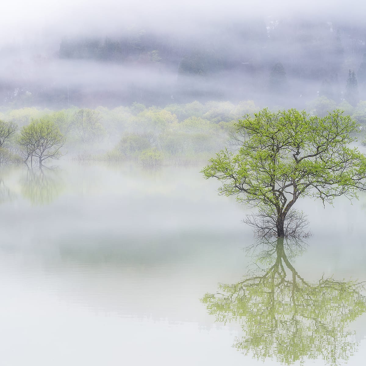 Tapetti Misty Tree