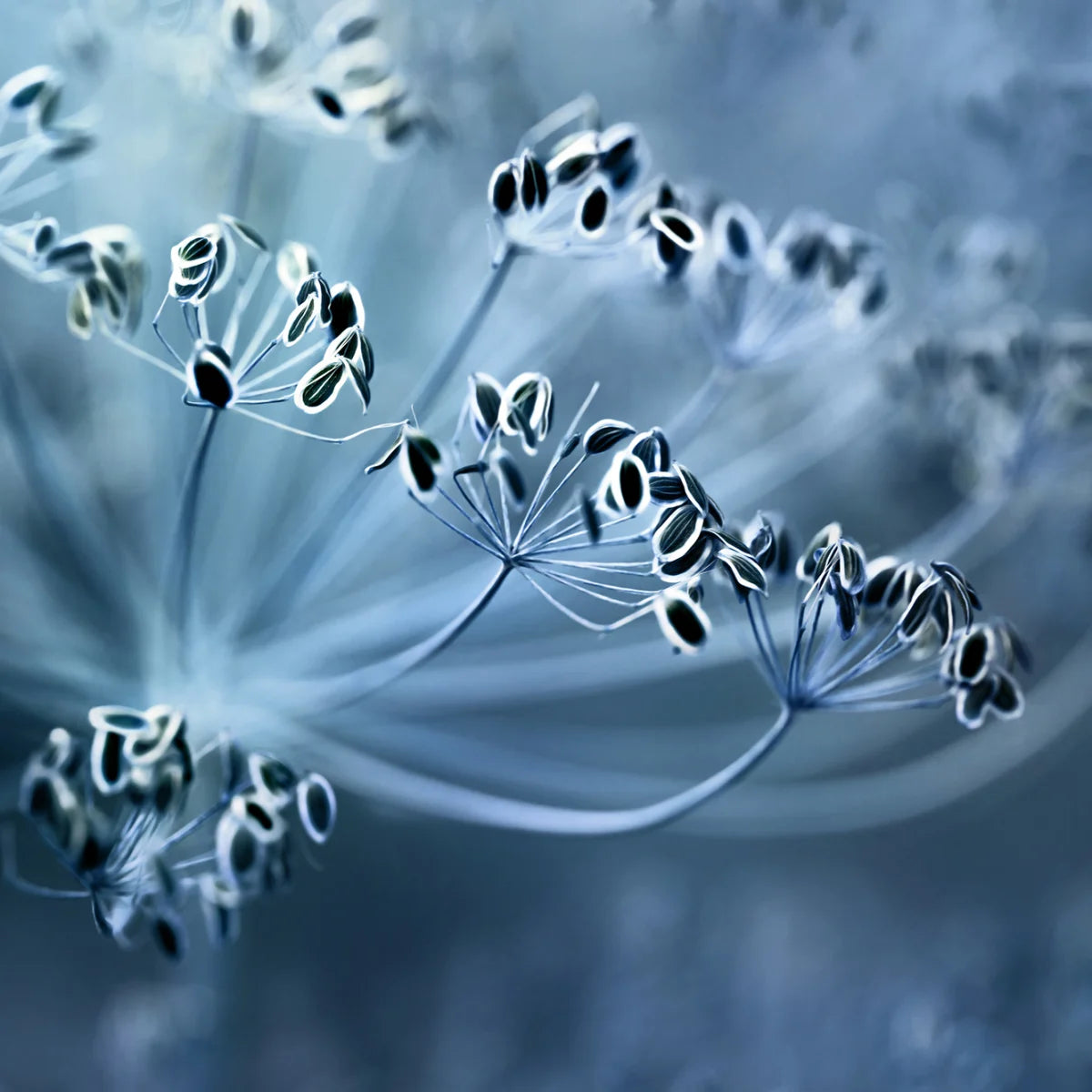 Tapetti Blue Crown Dill