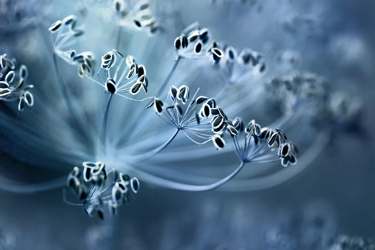 Tapetti Blue Crown Dill
