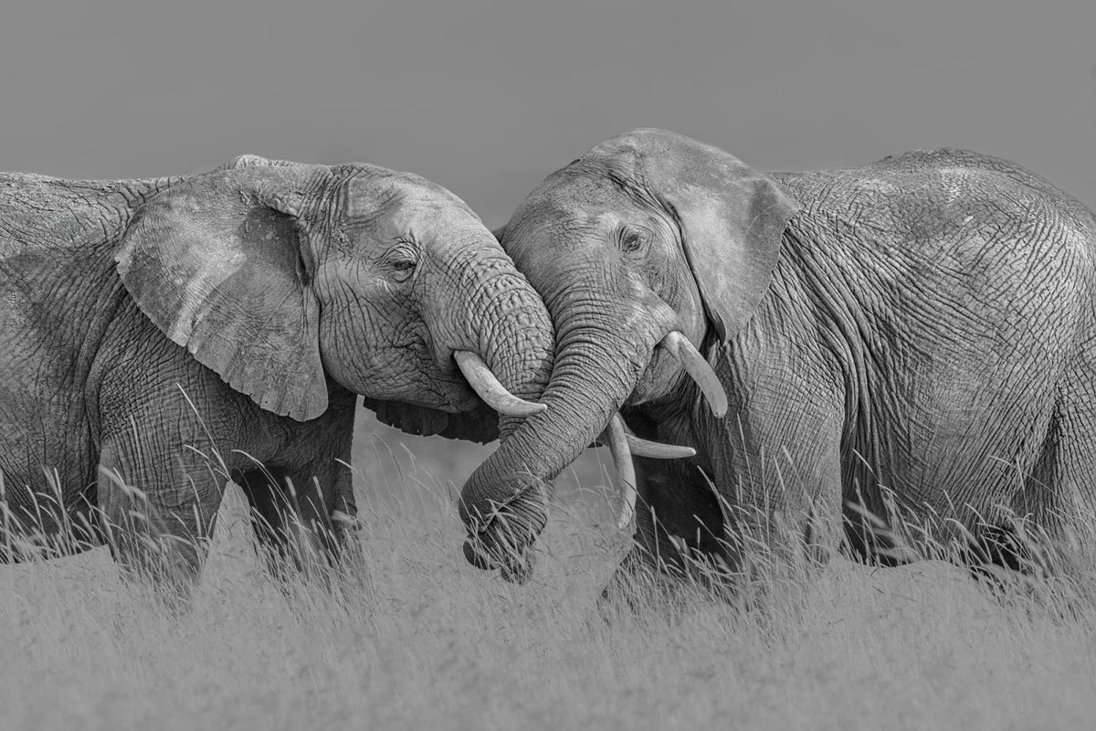 Tapetti Elephant Hug