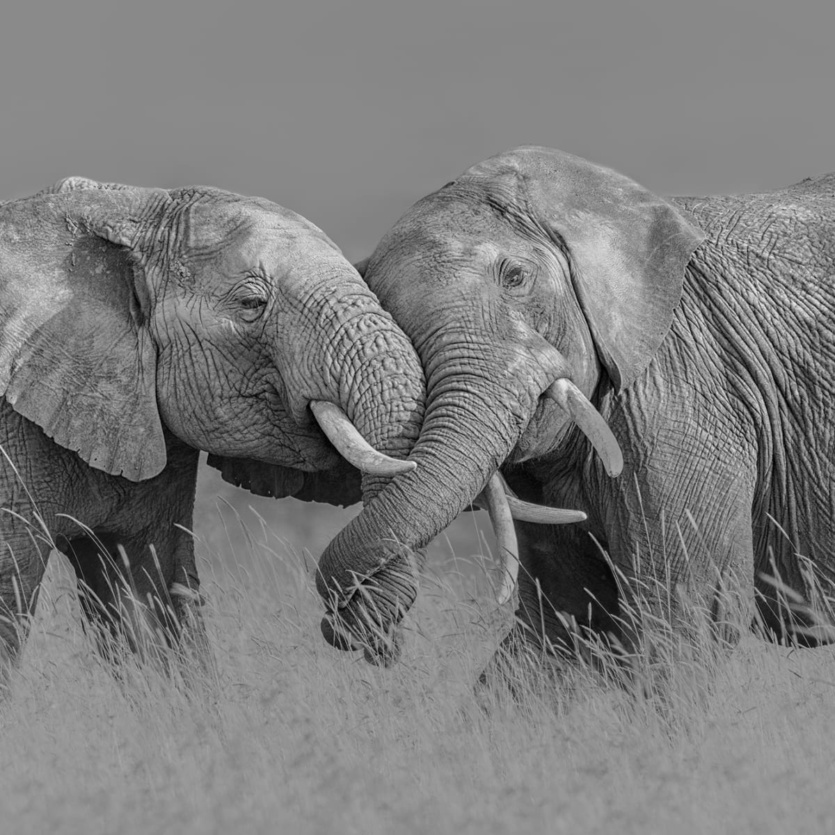 Tapetti Elephant Hug
