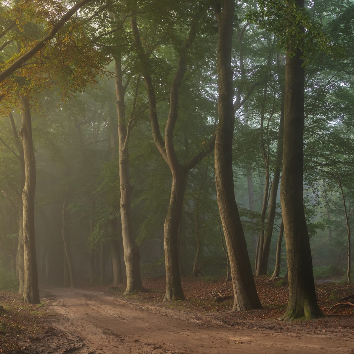 Tapetti Secret Road