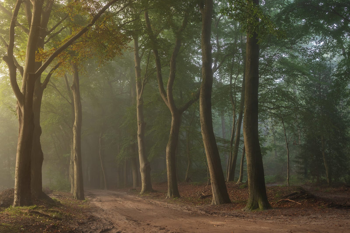 Tapetti Secret Road