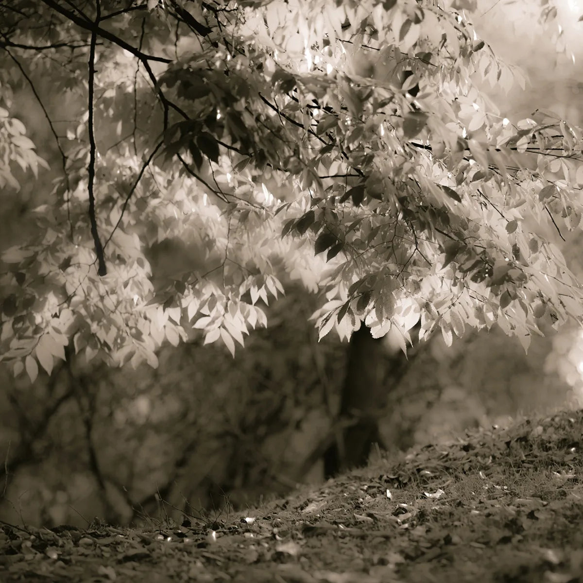 Tapetti Sepia Leafs