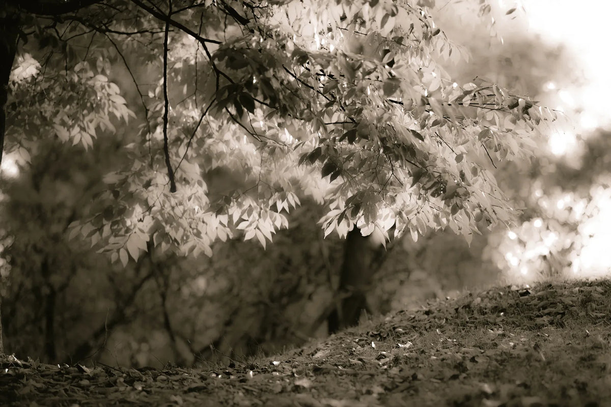 Tapetti Sepia Leafs