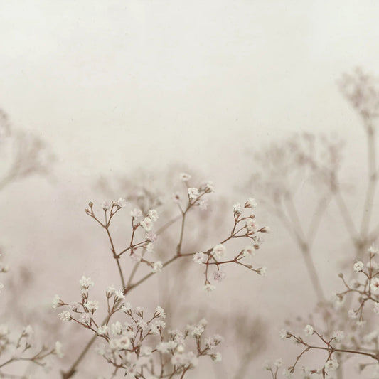 Tapetti Julia, Blush
