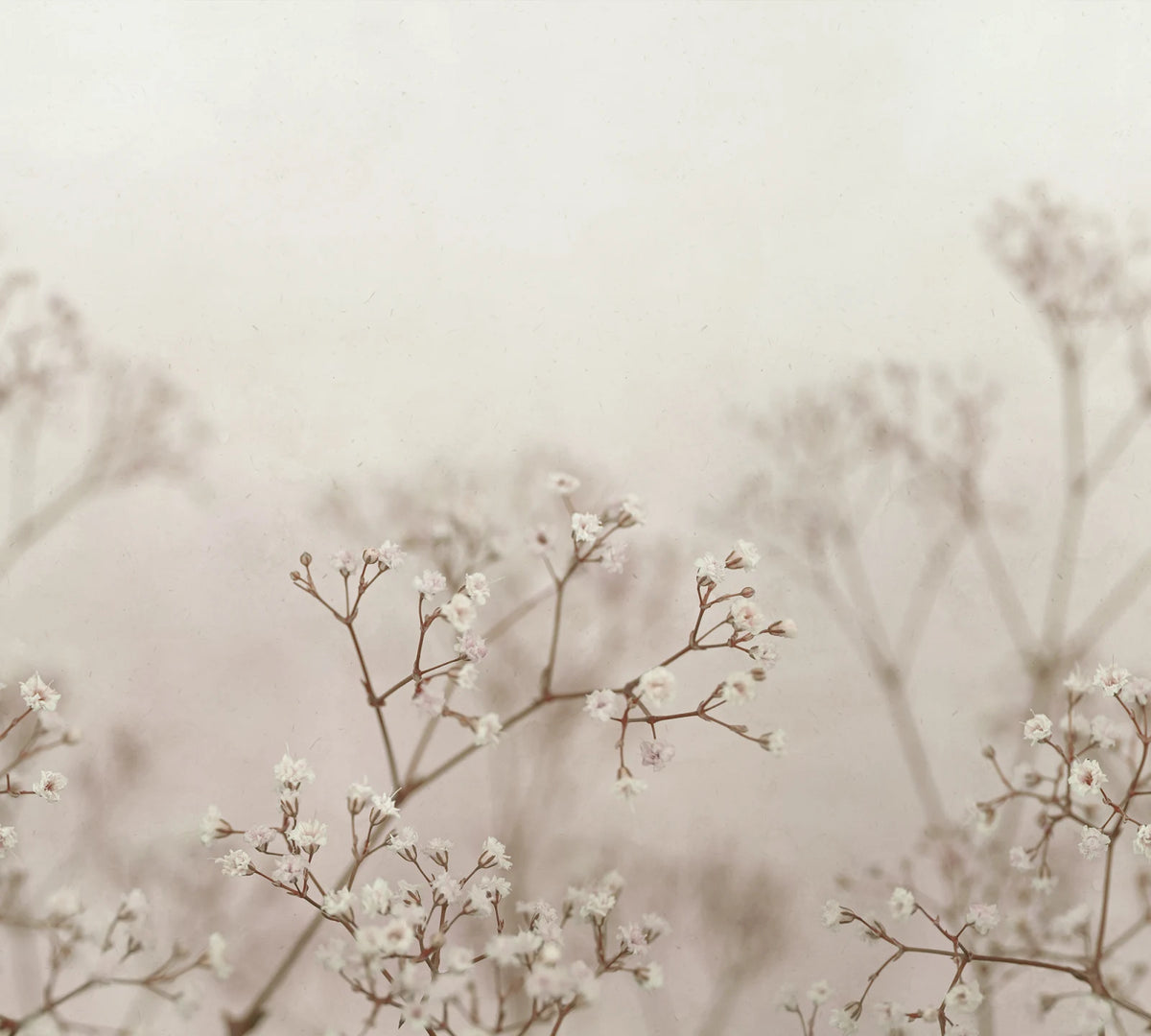 Tapetti Julia, Blush